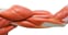 pt business plan example a picture of a bicep muscle