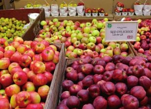 Apple's Health Benefits for Weight Loss