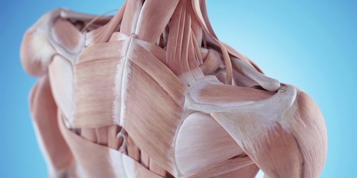 Anatomy of the human upper body muscles