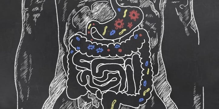 Drawn anatomy of the digestive system